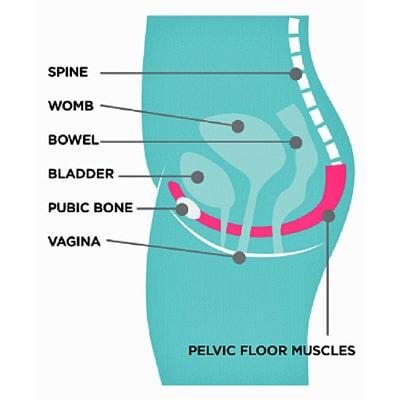 Image of pelvic floor picture